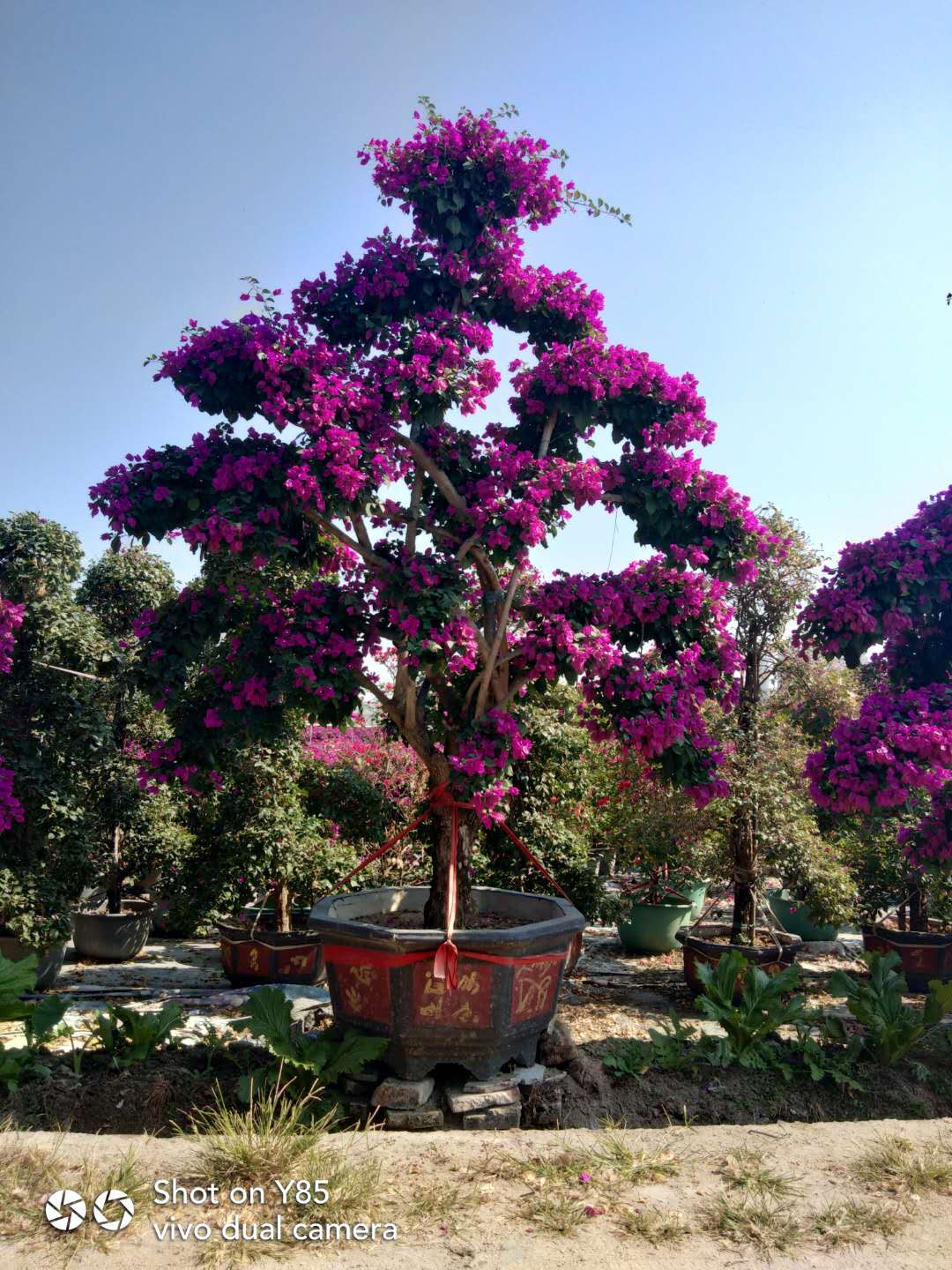 造型三角梅圖片/造型三角梅樣板圖 (4)