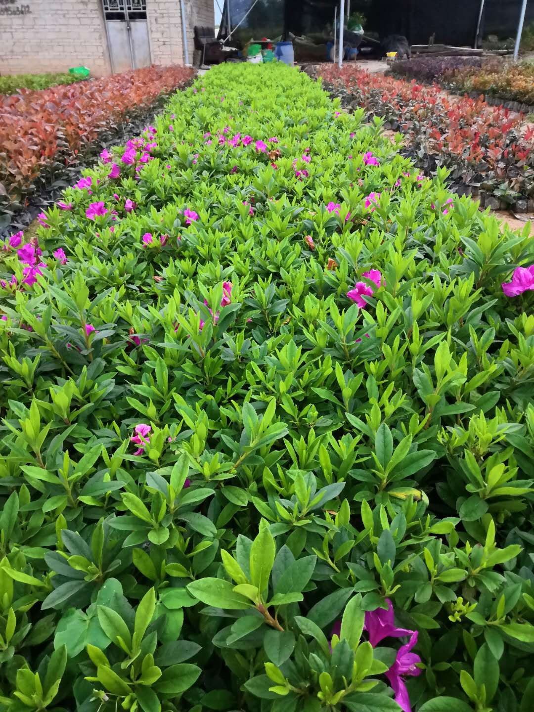 毛杜鵑圖片/毛杜鵑樣板圖 (4)