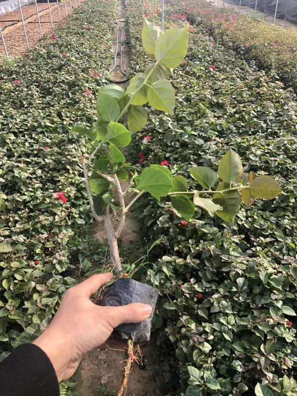 葉子花圖片