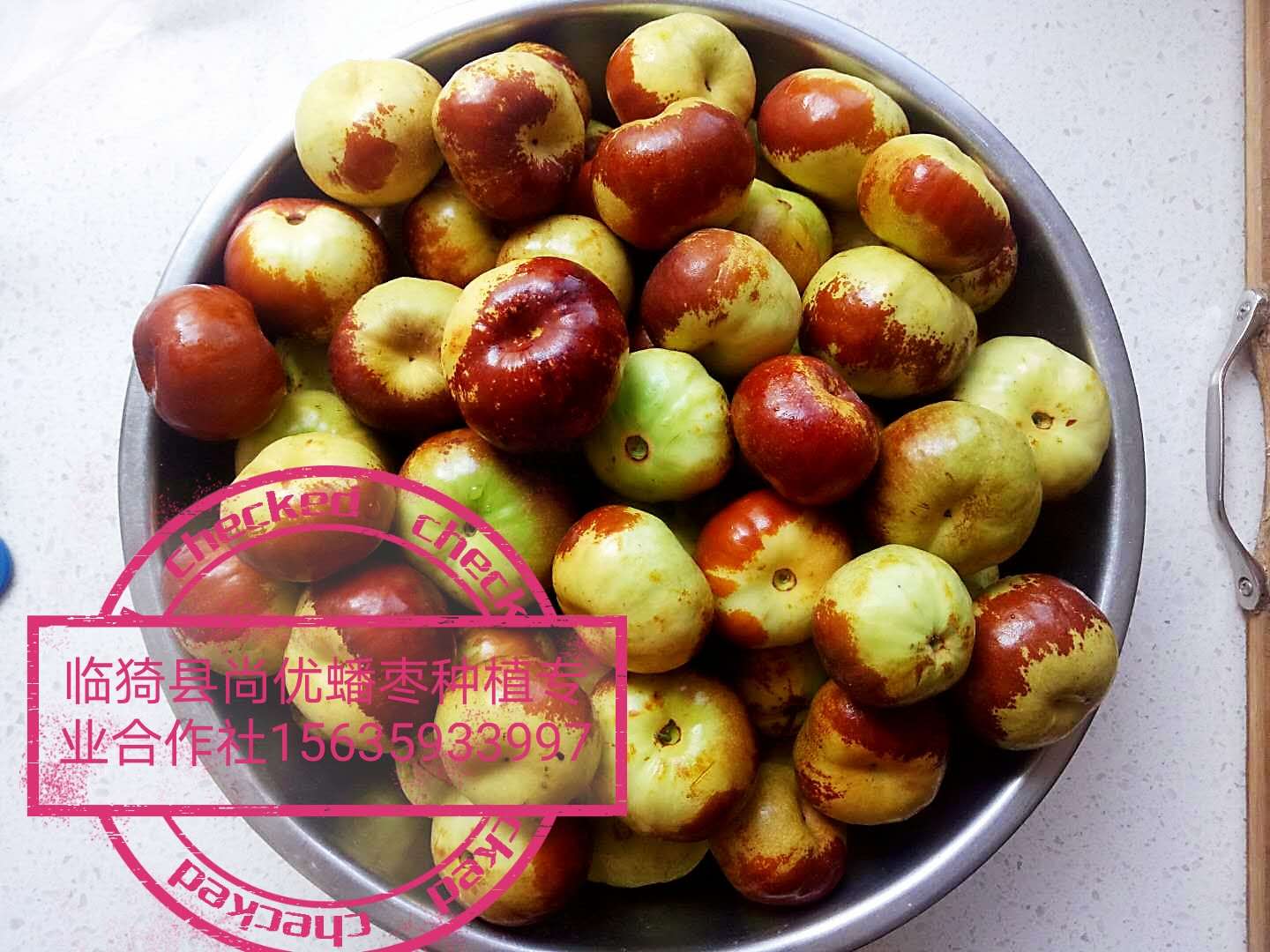 棗樹苗圖片/棗樹苗樣板圖 (4)