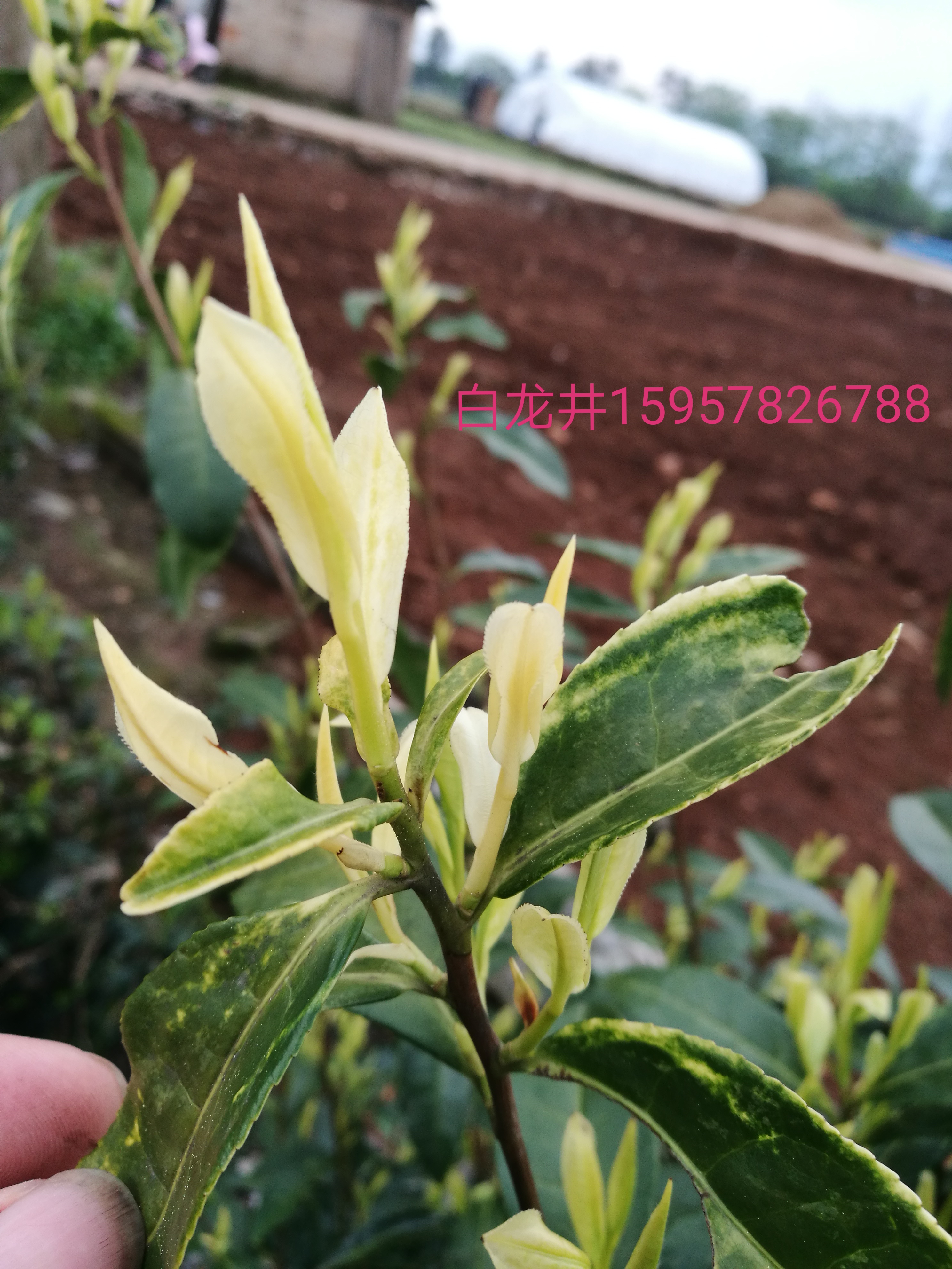 白龍圖片/白龍樣板圖 (1)