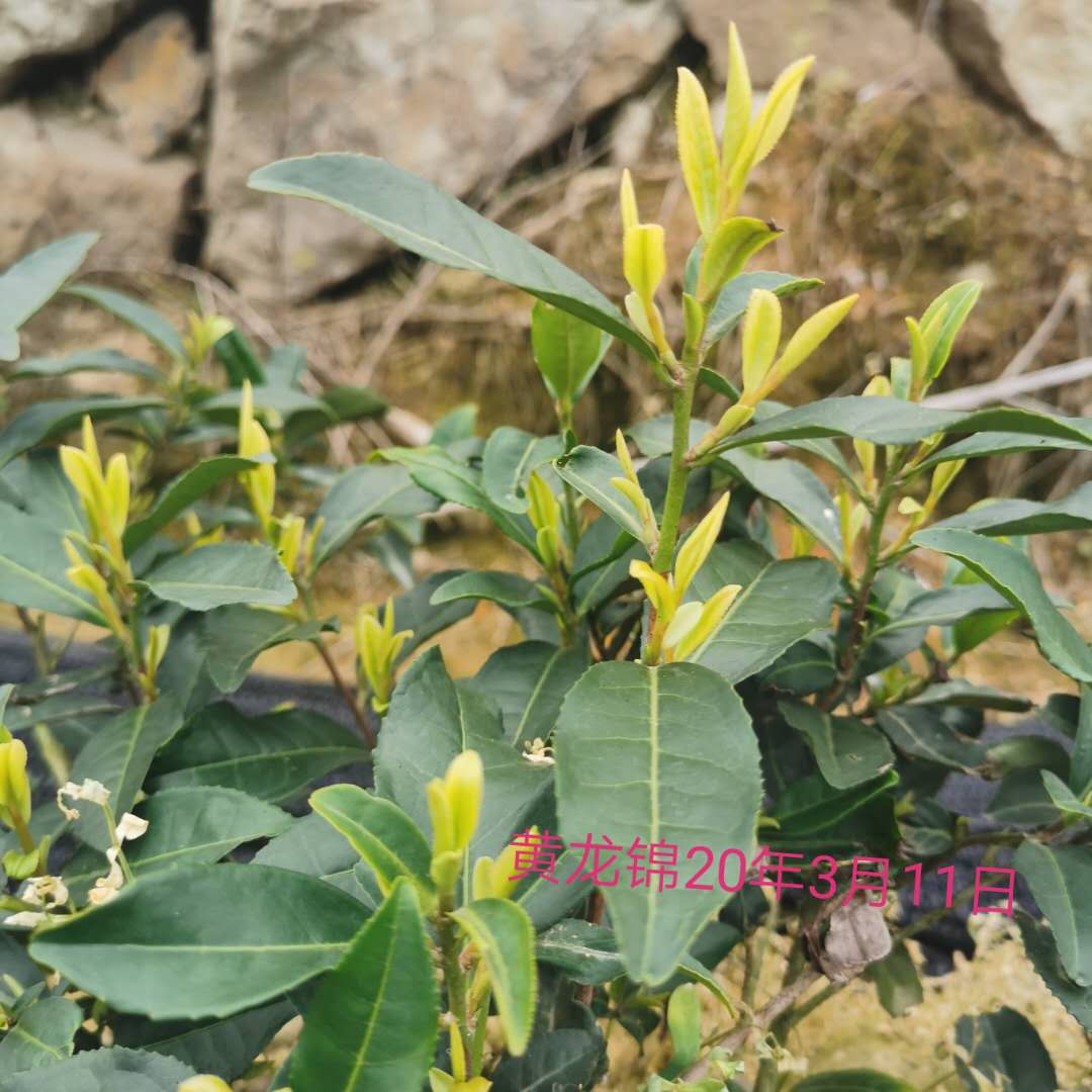 麗水松陽黃龍錦茶苗種植基地直銷價(jià)格