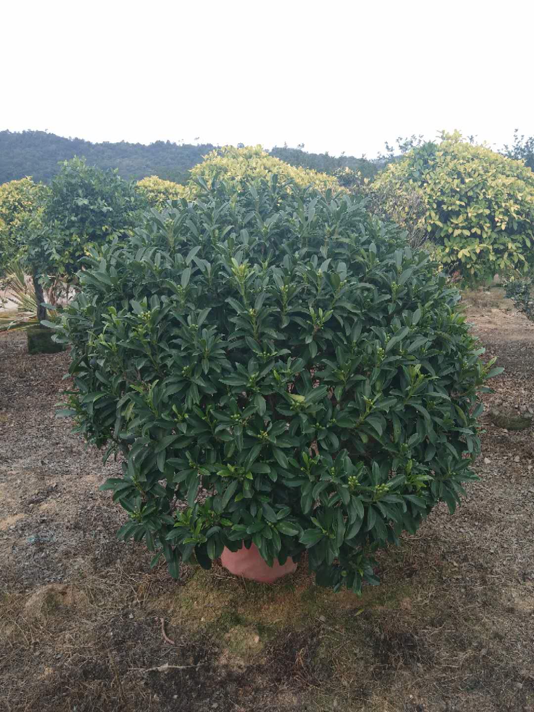 茉莉圖片/茉莉樣板圖 (3)