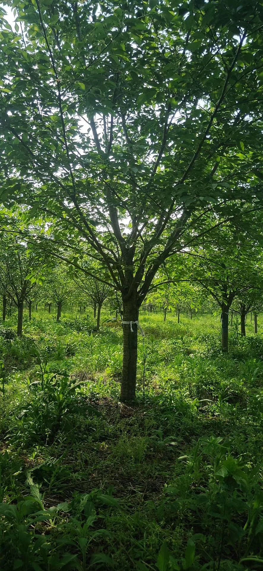 東京櫻花圖片/東京櫻花樣板圖 (2)