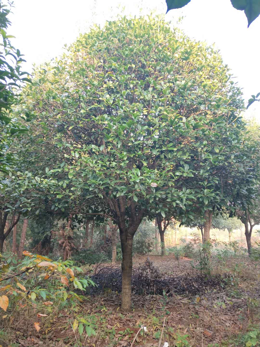 岳阳市精品桂花价格 桂花种植基地（湖南益盛苗木合作社）图片