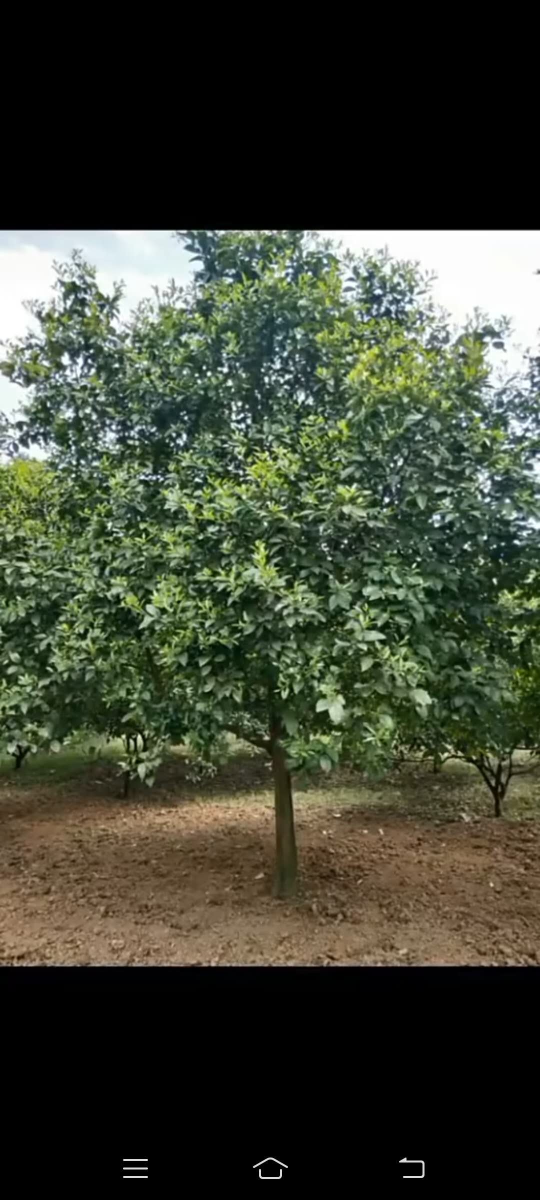 香泡樹圖片/香泡樹樣板圖 (4)