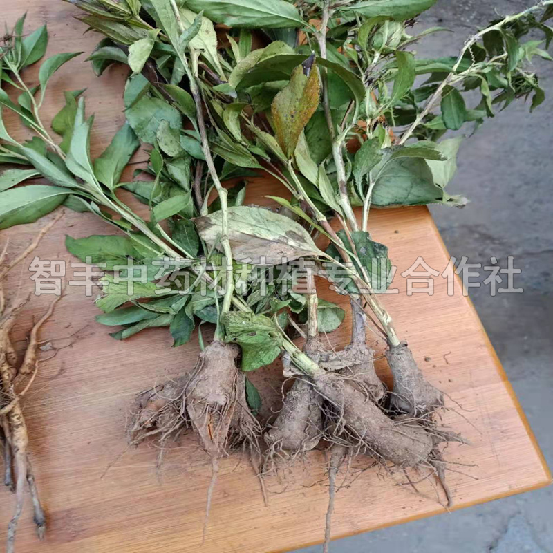 日照白術(shù)的畝效益分析、白術(shù)種一畝能掙多少錢(qián)【智豐中藥材種植專業(yè)合作社】