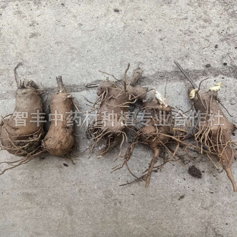 山東白術(shù)苗每畝種植多少棵、白術(shù)苗的生長時(shí)間【智豐中藥材種植專業(yè)合作社】