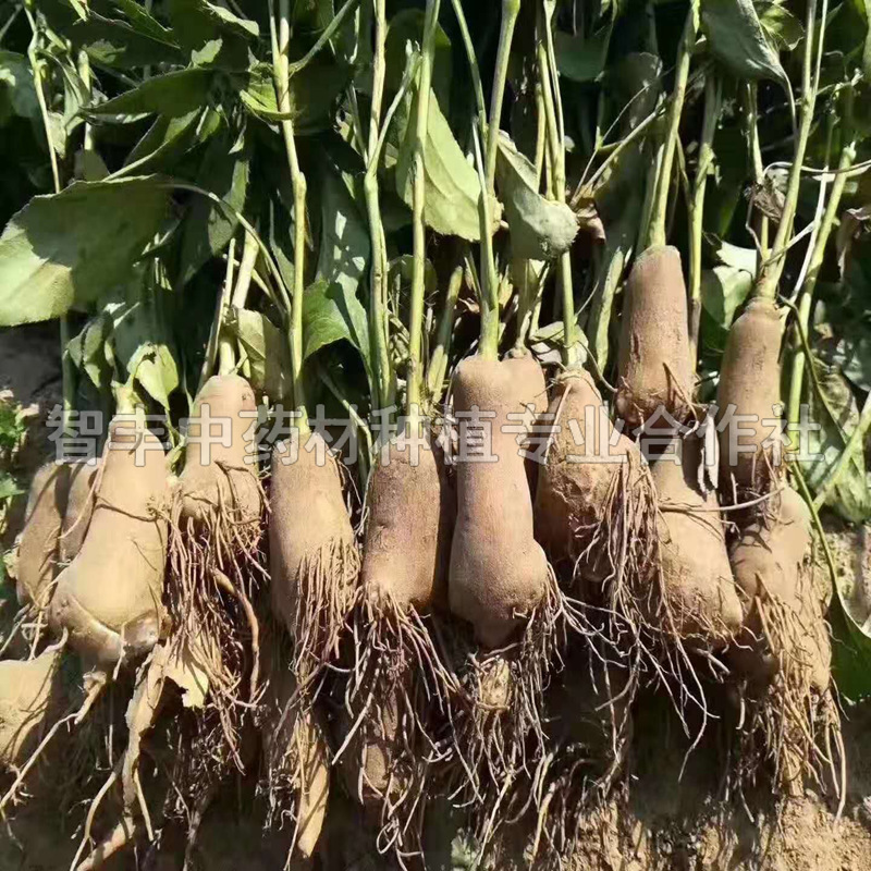 蘇州白術(shù)苗種植、白術(shù)苗的種植深度【智豐中藥材種植專業(yè)合作社】