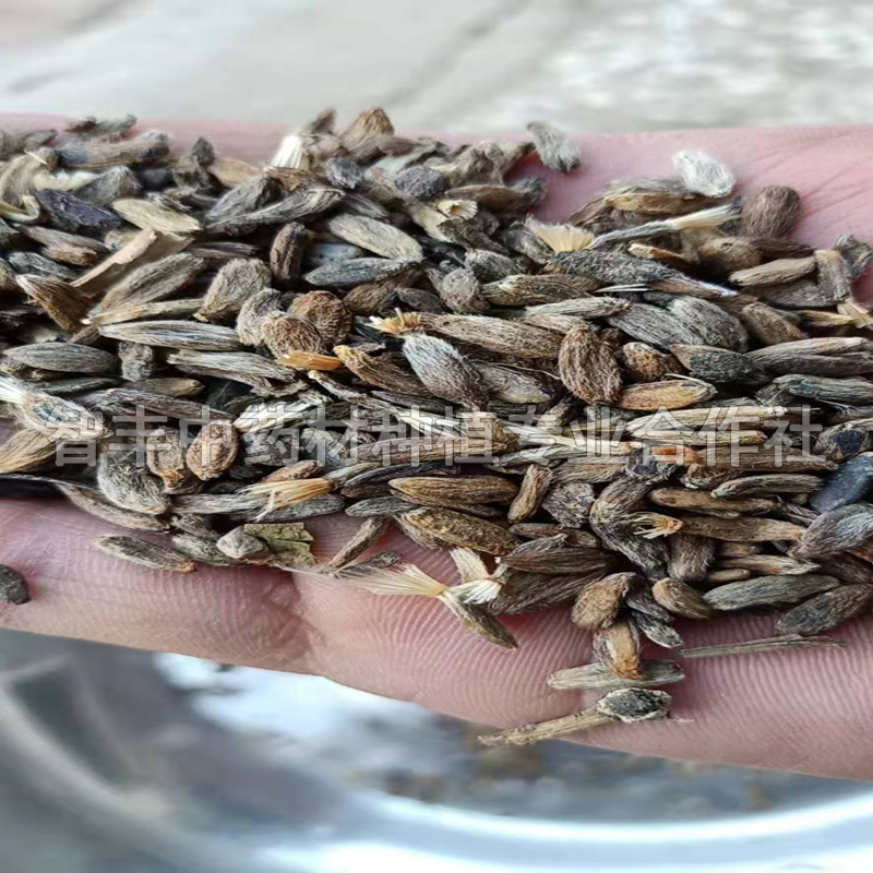 廣州白術(shù)苗新品種、白術(shù)種子產(chǎn)地【智豐中藥材種植專業(yè)合作社】