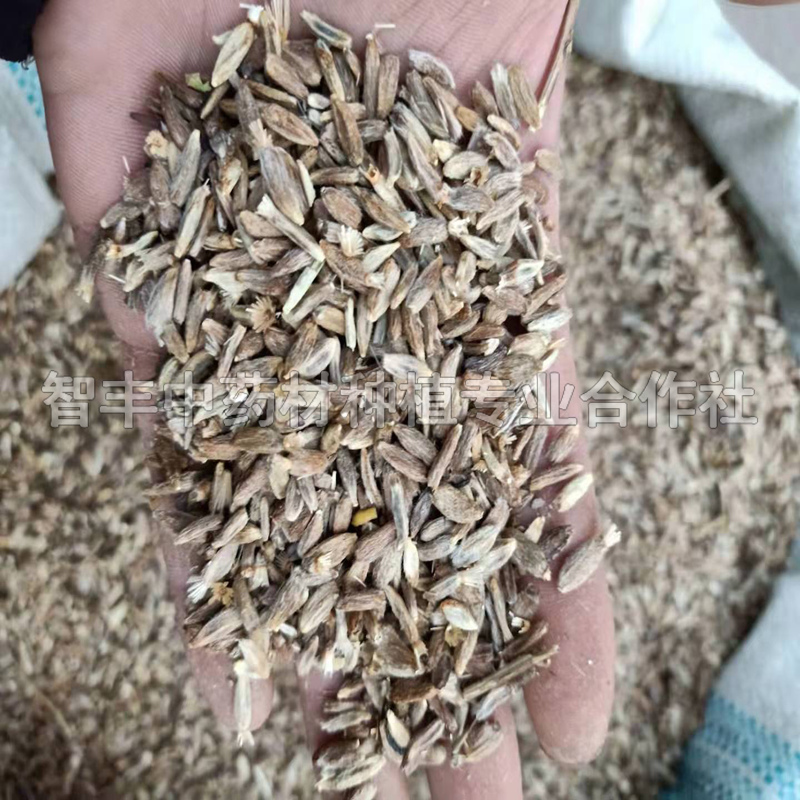 巴中白術的常見病害、白術苗畝投入多少錢【智豐中藥材種植專業(yè)合作社】