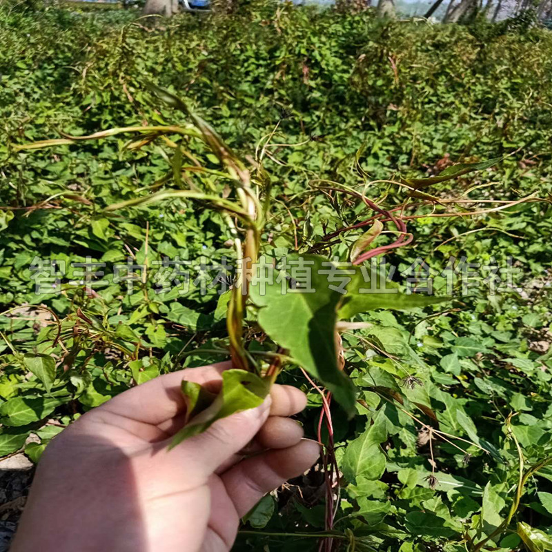 重庆何首乌种苗生地生长周期、大量供应、种苗多少钱一斤【智丰中药材种植专业合作社】图片