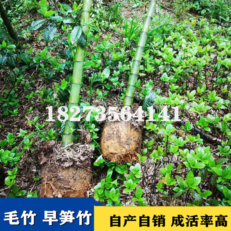 大量供应精品毛竹苗基地直销，湖南优质精品毛竹苗批发价-价格-价钱，郴州精品毛竹苗供应商/供货商图片