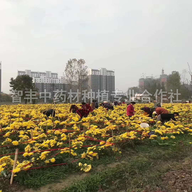 昆明金丝皇菊种子种植禁忌及管理、易管理、的种植时间【智丰中药材种植专业合作社】