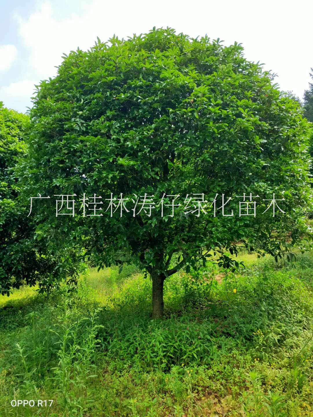 山东桂花树种植基地、批发报价、优质供应商【广西桂林涛仔绿化苗木】图片