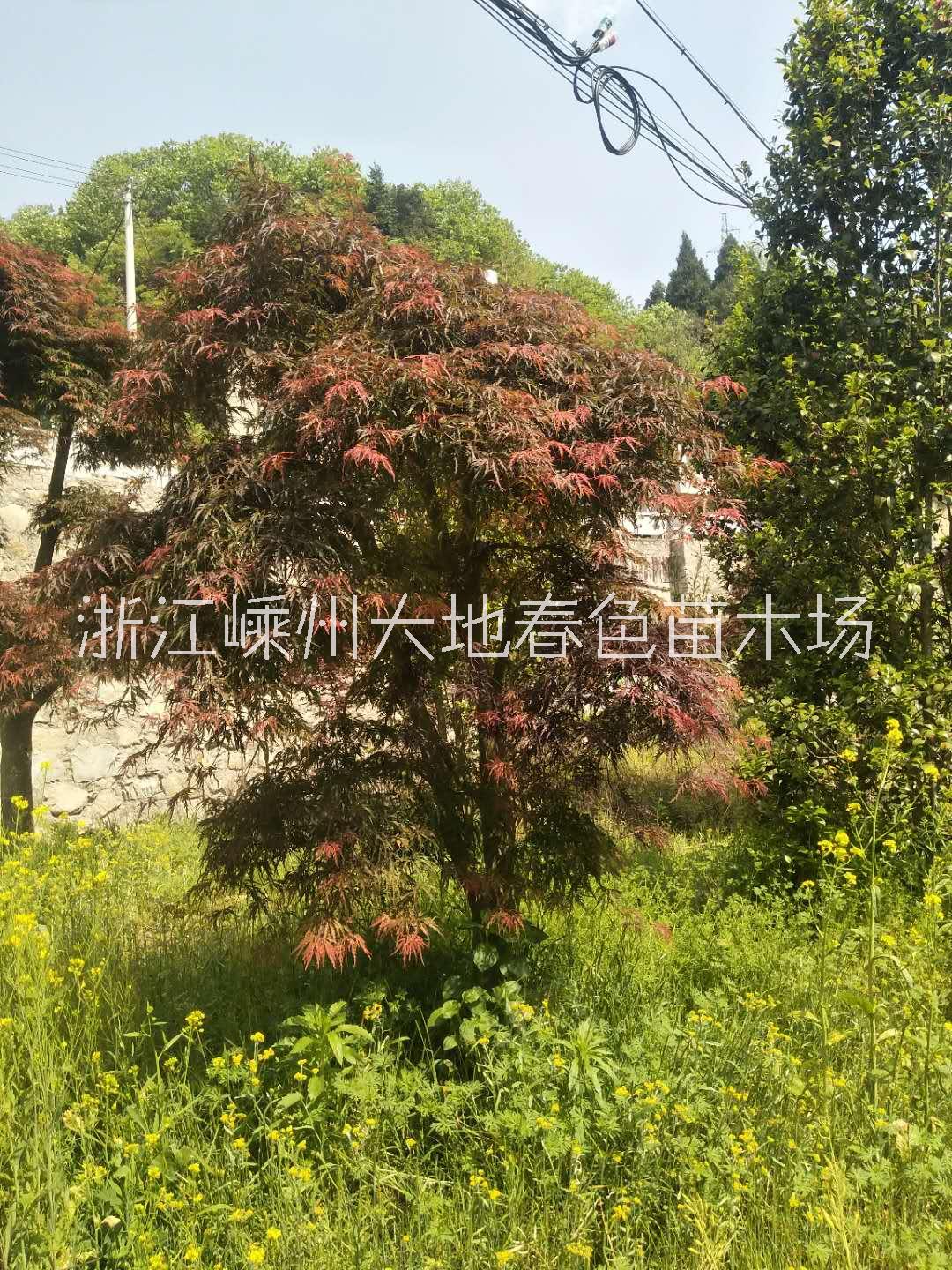 浙江紹興羽毛楓種植基地 {大地春色苗木場}