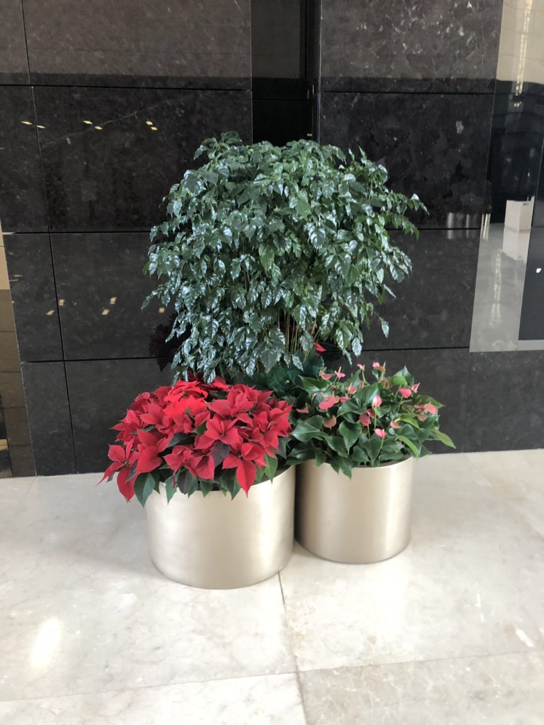 【圖】北京通州區(qū)辦公室綠植 通州區(qū)辦公室綠植租擺-北京領(lǐng)越園林綠化有限公司