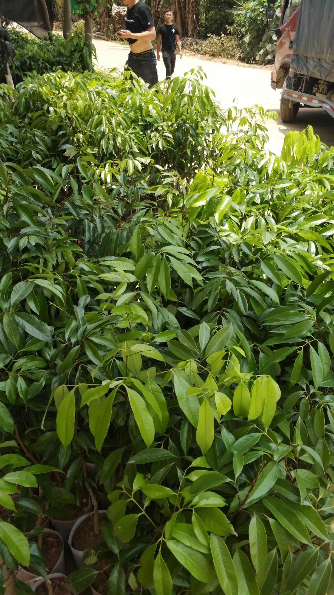廣西無核荔枝苗多少錢圖片/廣西無核荔枝苗多少錢樣板圖 (3)