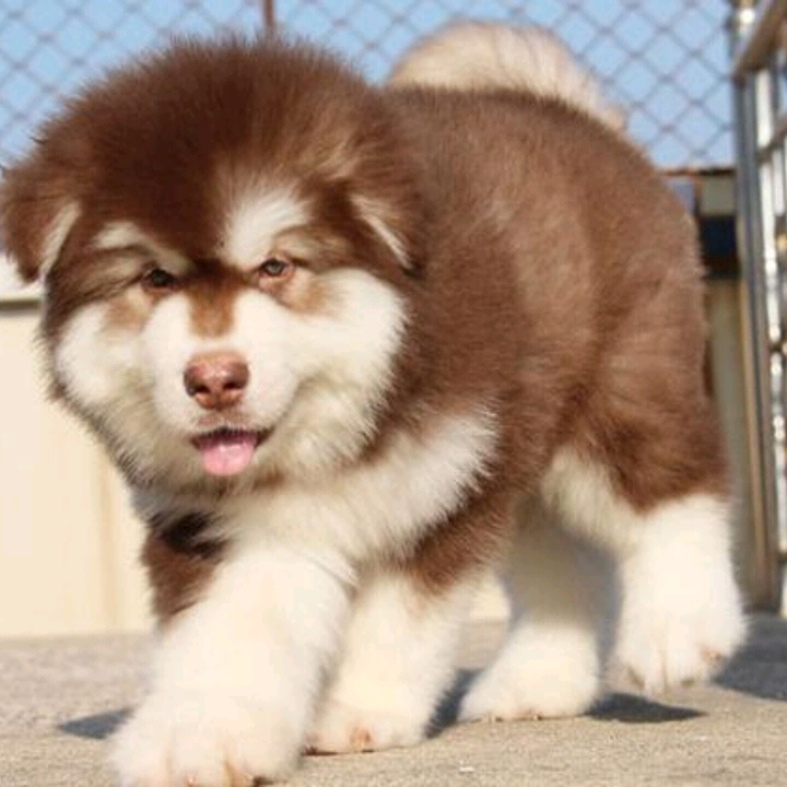 阿拉斯加多少錢圖片