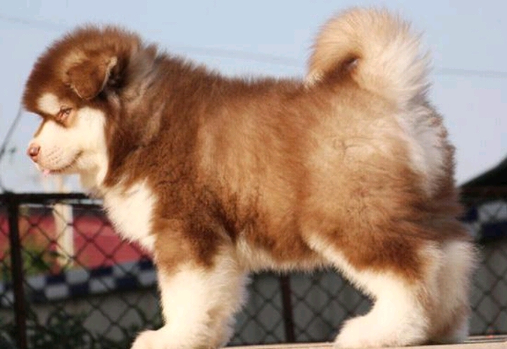 阿拉斯加幼犬圖片/阿拉斯加幼犬樣板圖 (3)