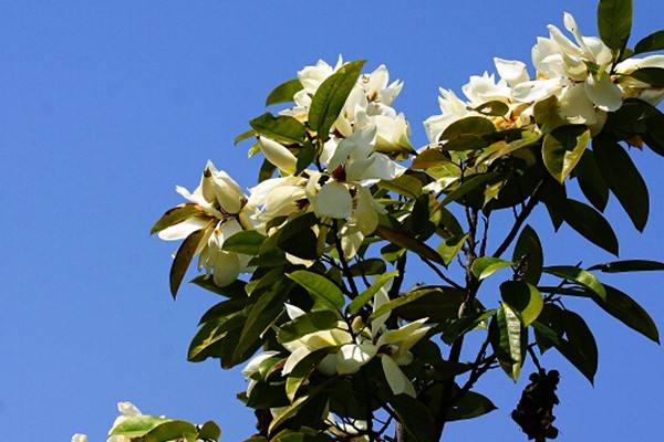 江苏南京广玉兰种植基地-批发价格-优质产地【南京博乐园林场】