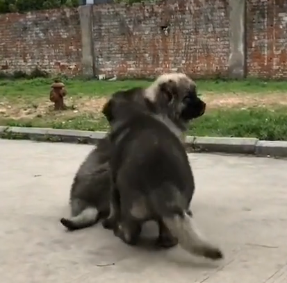 高加索 纯种高加索幼犬 纯种大型护卫犬高加索犬