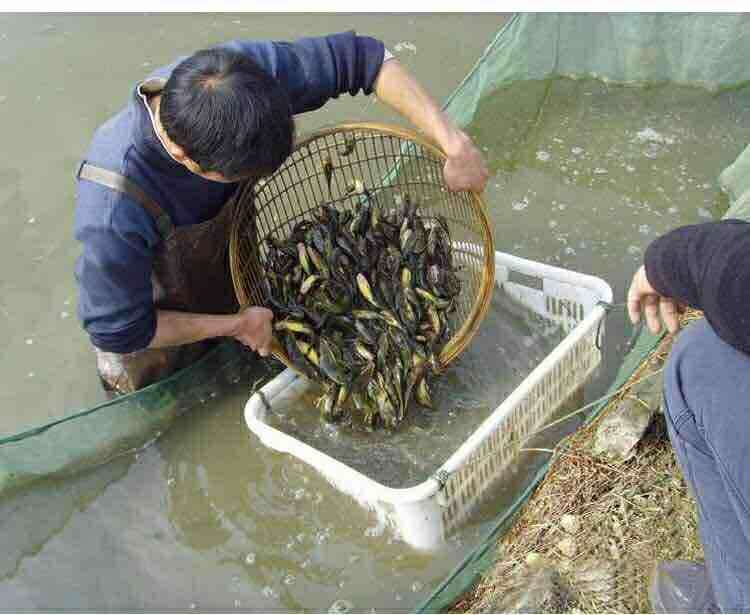 魚苗圖片/魚苗樣板圖 (3)