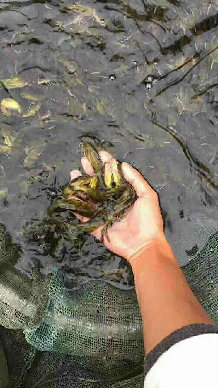 黃桑魚苗圖片/黃桑魚苗樣板圖 (3)