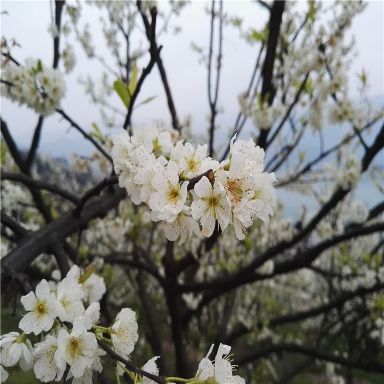 李樹