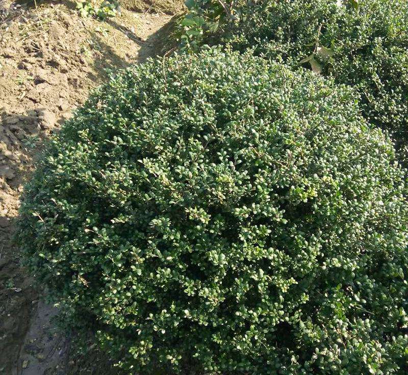 湖南龜甲冬青種植基地-價(jià)格-電話-批發(fā)