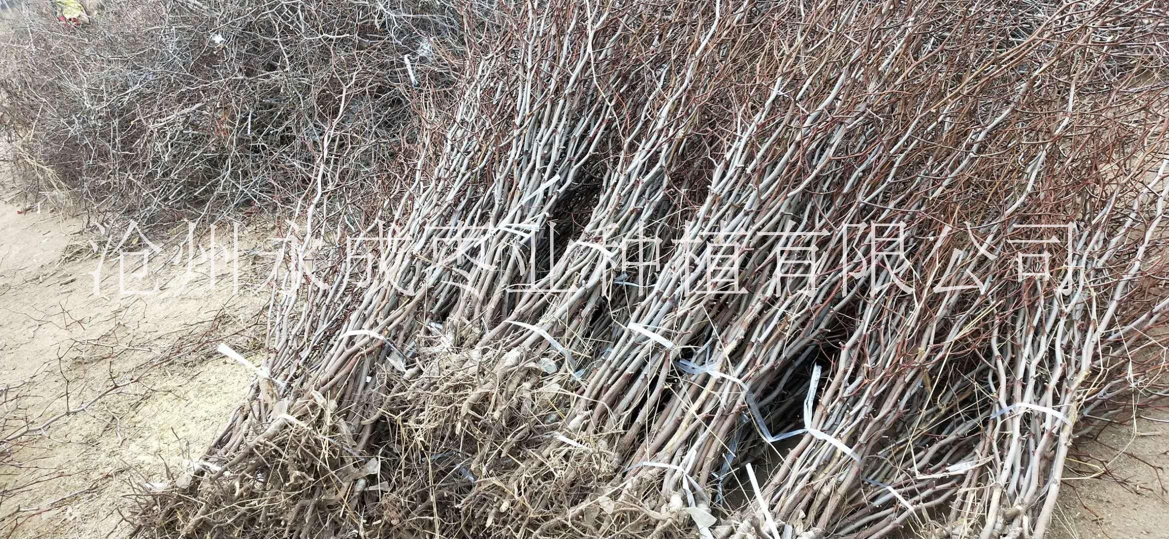 金絲紅棗苗《內(nèi)蒙》出售60公分高金絲紅棗苗200萬株