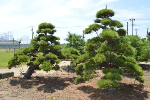 湖南黑松圖片/湖南黑松樣板圖 (2)