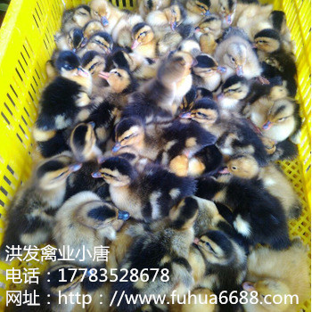 湖北高成活率雞苗，高產(chǎn)純種雞苗，全國發(fā)貨