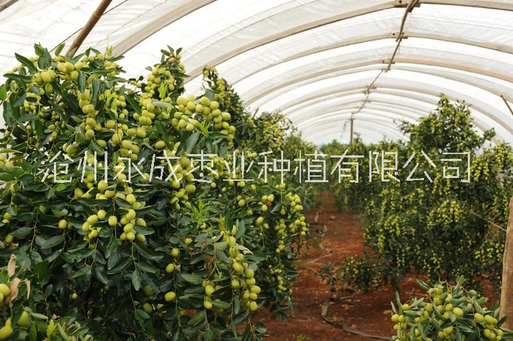 棗苗圖片/棗苗樣板圖 (2)