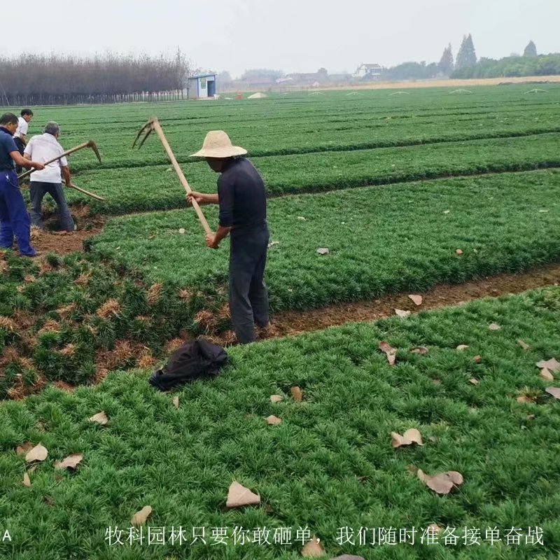 玉龙草价格 玉龙草价格多少钱一斤 玉龙草的价格