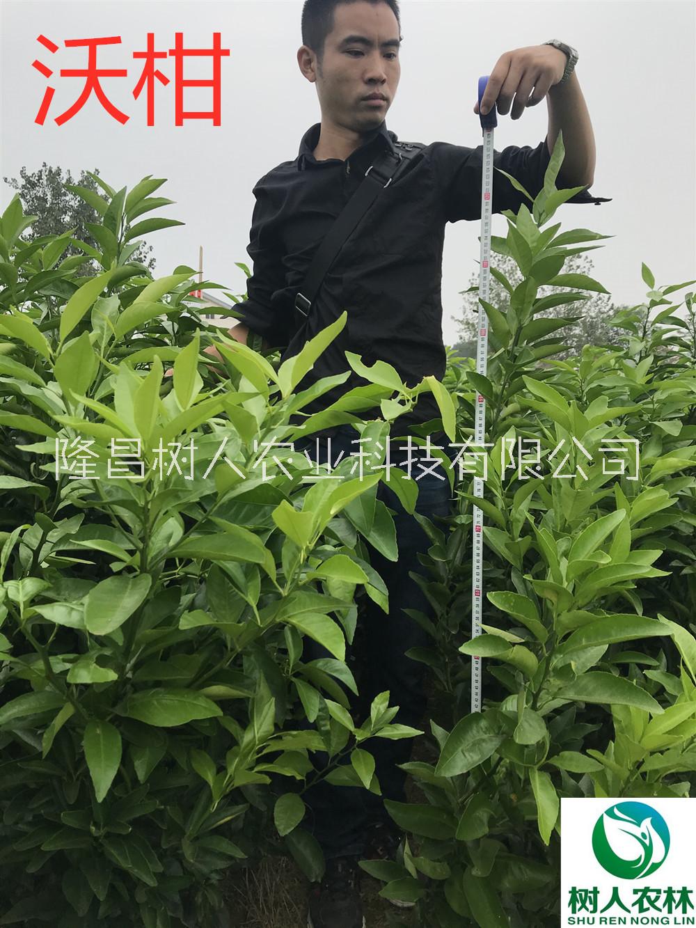 沃柑圖片/沃柑樣板圖 (4)