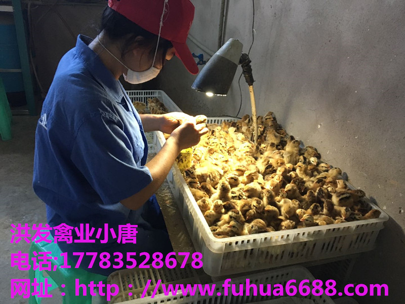 黑土雞苗批發(fā)，鐵腳麻土雞苗圖片