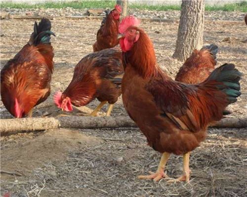 紅玉公雞圖片/紅玉公雞樣板圖 (4)