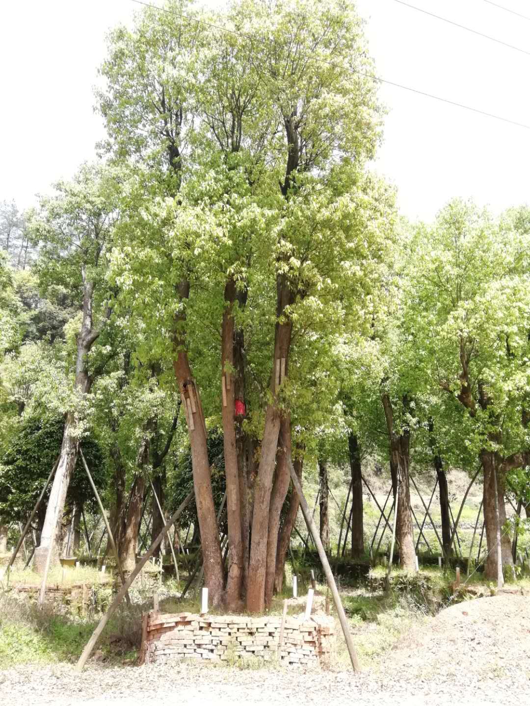 香樟基地圖片/香樟基地樣板圖 (1)