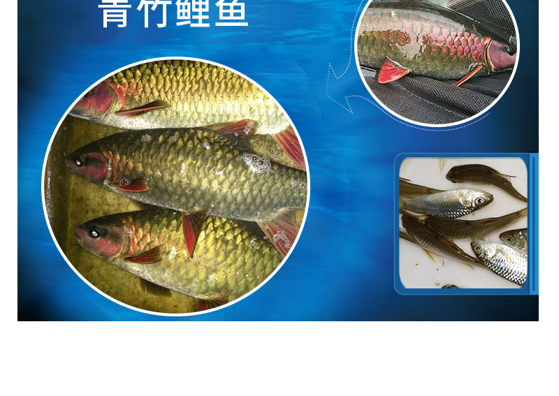 青竹鯉產(chǎn)品 青竹鯉魚養(yǎng)殖基地 青竹鯉魚供應商 鯉魚苗價格