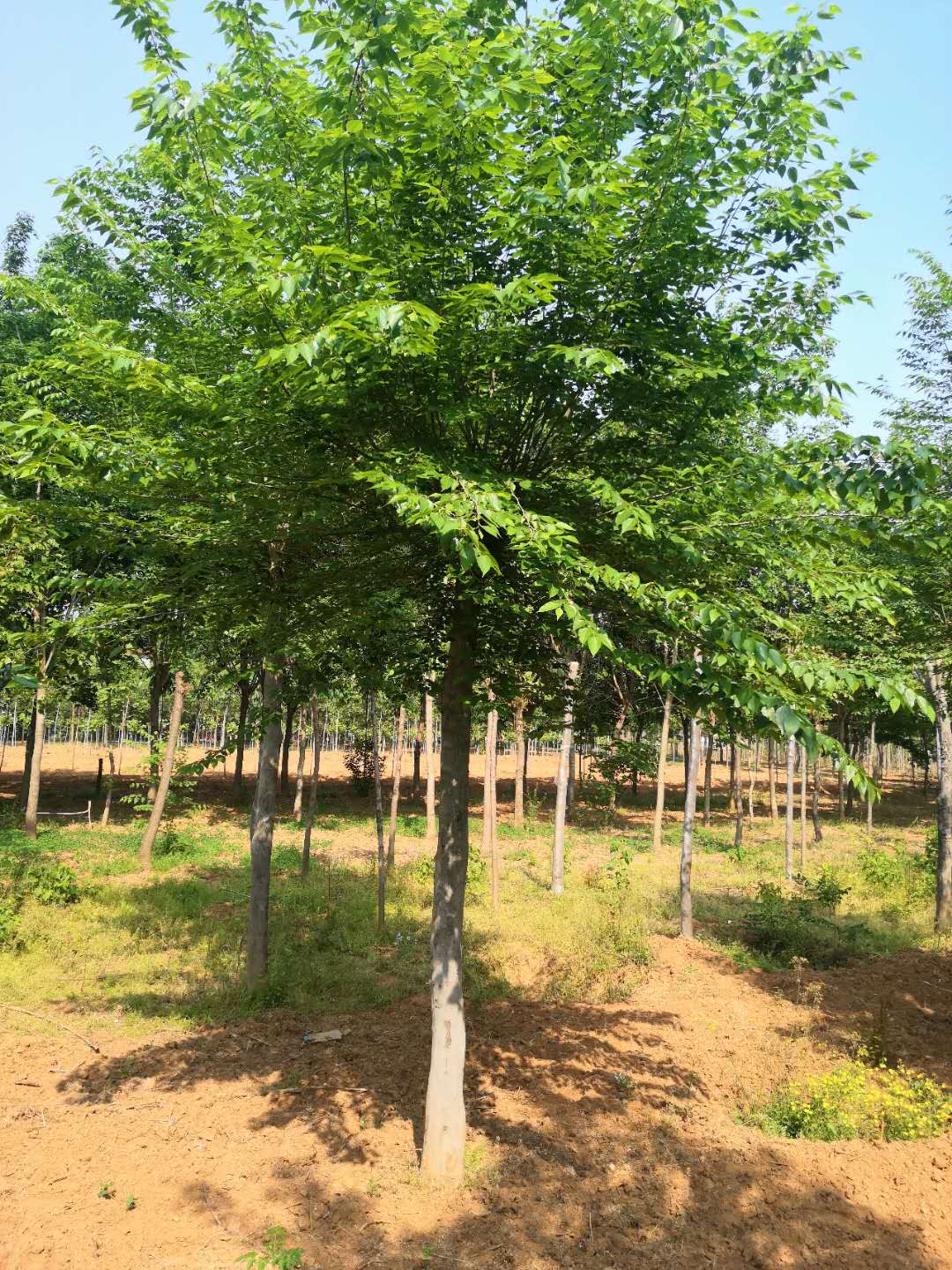 青檀樹圖片/青檀樹樣板圖 (4)