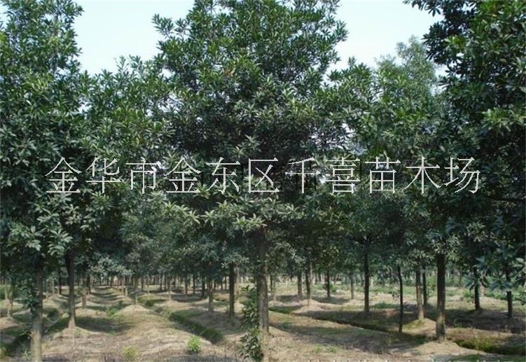 杜英圖片/杜英樣板圖 (3)