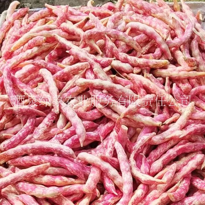 豆種子圖片/豆種子樣板圖 (1)