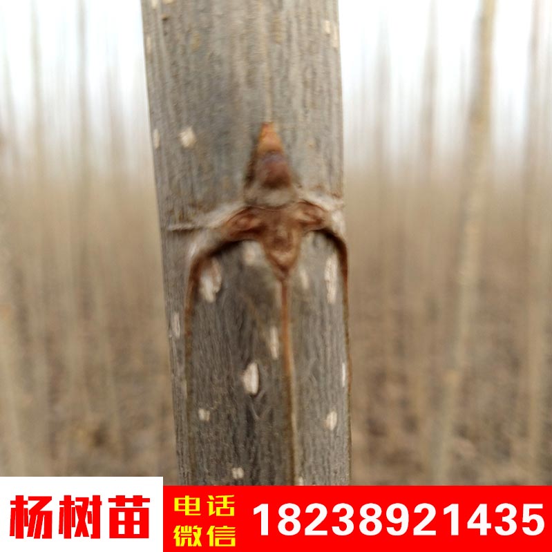 楊樹苗圖片/楊樹苗樣板圖 (2)