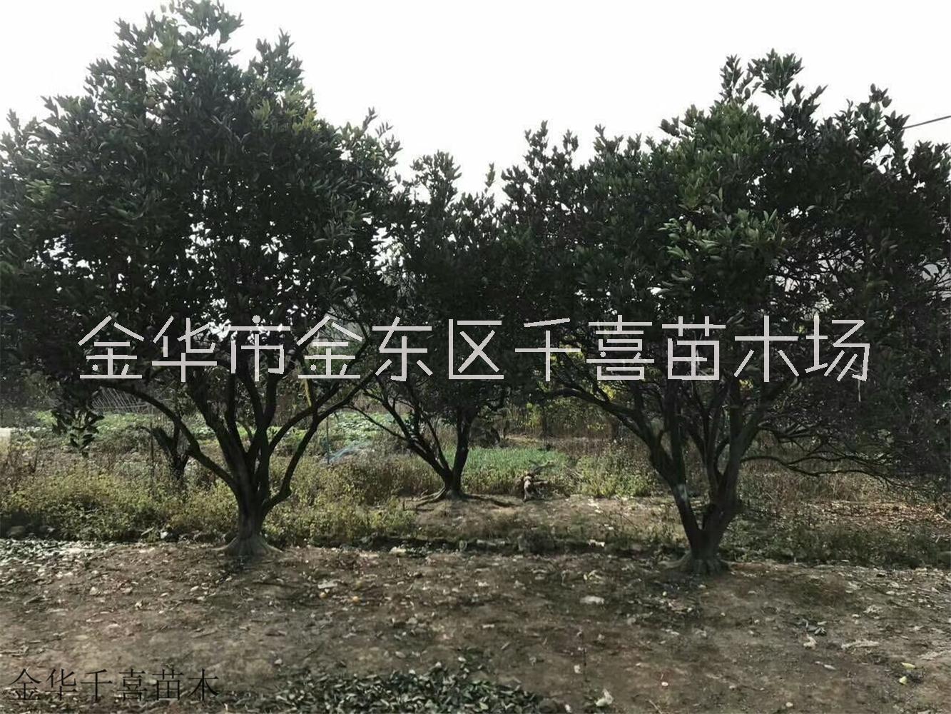 浙江叢生胡圖片