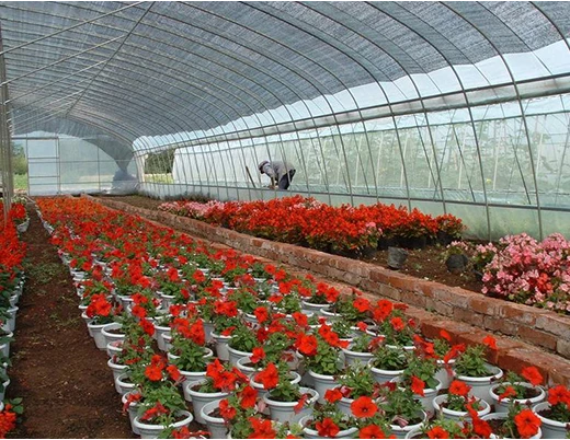 花卉蔬菜大棚批发商， 花卉蔬菜大棚厂家直销，花卉大棚价格图片