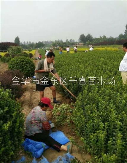 大葉黃楊毛球容器苗供應(yīng)配貨 浙江大葉黃楊分布