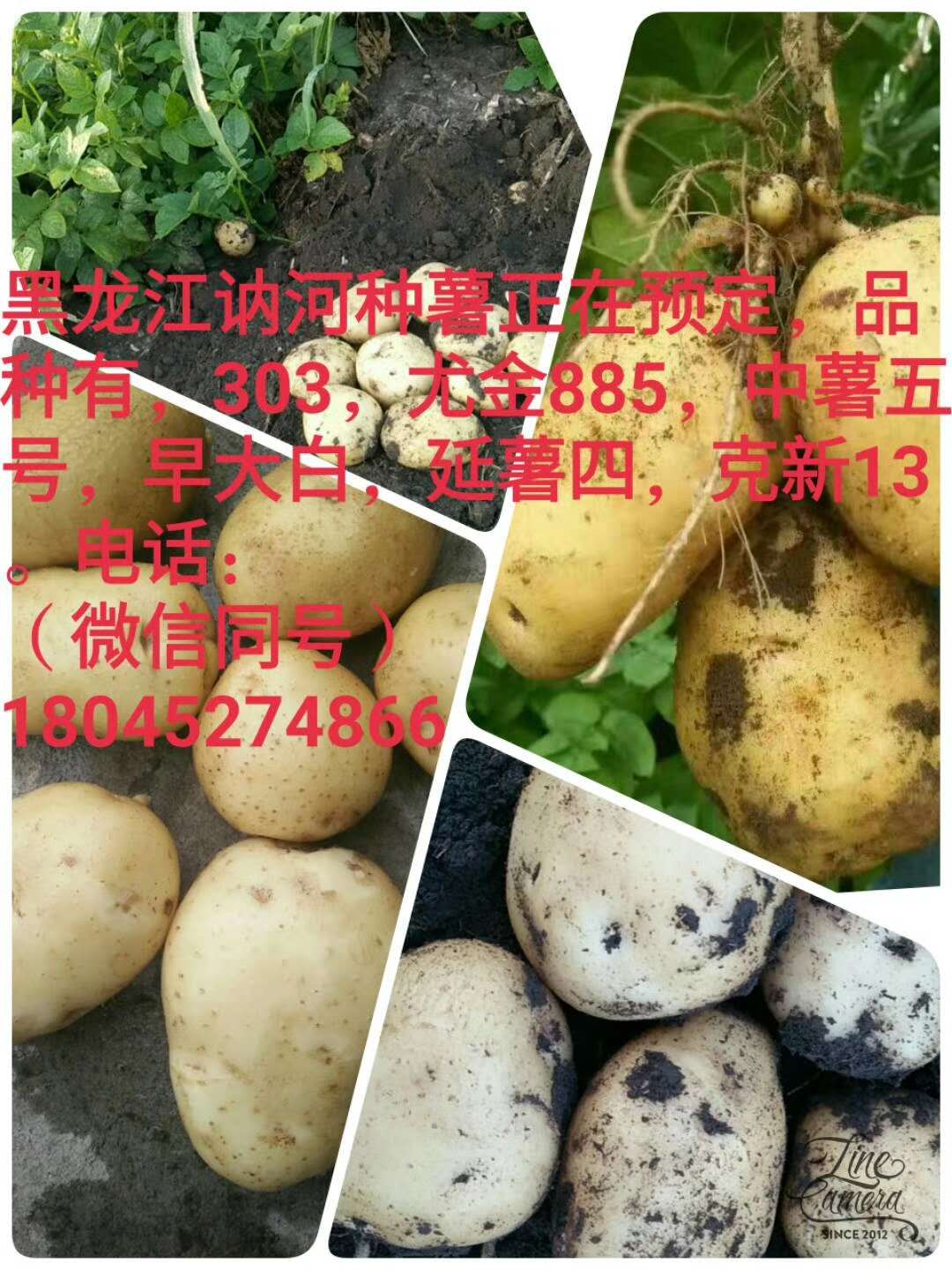 訥河馬鈴薯圖片/訥河馬鈴薯樣板圖 (4)