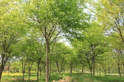 江蘇櫸樹(shù)圖片/江蘇櫸樹(shù)樣板圖 (3)