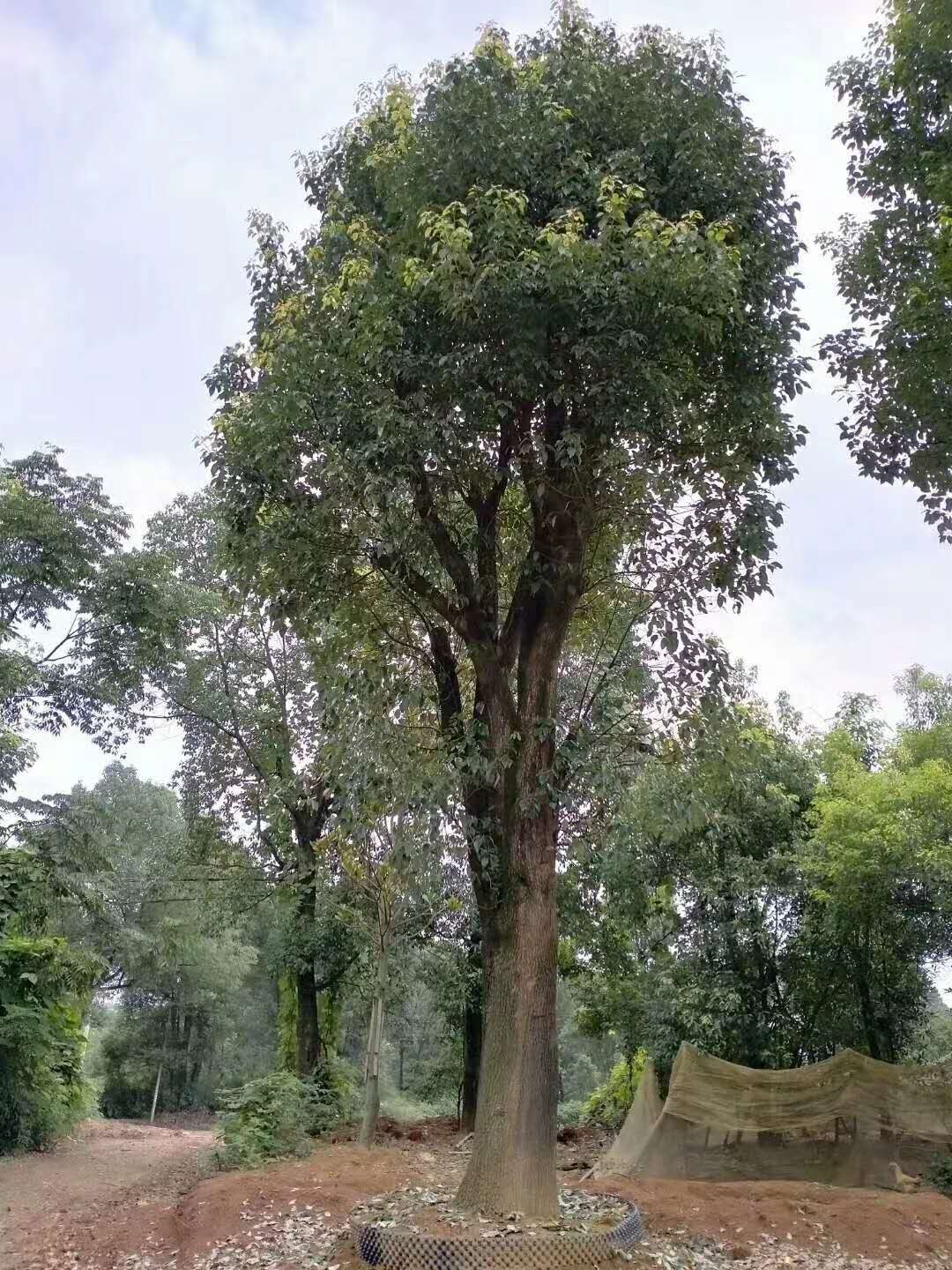 湖南丛生全冠移栽香樟50-100公分出售/骨架移栽精品丛生香樟价格【湖南益盛苗木合作社】图片